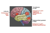 Deiagram o'r ymennydd gyda lliwiau gwahanol yn dangos rhannau gwahanol a sylw i'r rhannau sy'n ymwneud a darllen yn rhugl