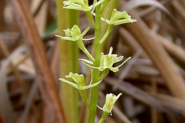 Tegeirian y Fign Galchog (Fen Orchid)