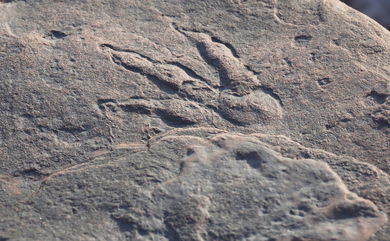 Grallator footprint - Lily Wilder, sy’n bedair oed, dod o hyd i’r ôl troed deinosôr yma ar draeth ger y Barri.