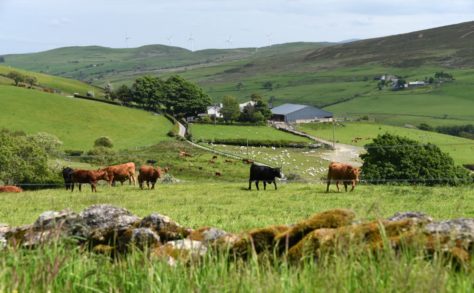 Hybu Cig Cymru