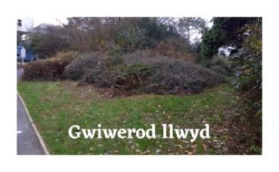 Gwiwerod Aberystwyth